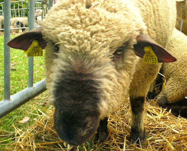 多赛特羊,关于多赛特羊,多塞特郡down sheep appearance, dorset down sheep breed, dorset down sheep breed info, dorset down sheep breed facts, dorset down sheep care, caring dorset down sheep, dorset down sheep color, dorset down sheep characteristics, dorset down sheep ewes, dorset down sheep facts, dorset down sheep for meat, dorset down sheep for wool, dorset down sheep history, dorset down sheep horns, dorset down sheep info, dorset down sheep images, dorset down sheep lambs, dorset down sheep meat, dorset down sheep origin, dorset down sheep photos, dorset down sheep pictures, dorset down sheep rarity, raising dorset down sheep, dorset down sheep rearing, dorset down sheep size, dorset down sheep temperament, dorset down sheep tame, dorset down sheep uses, dorset down sheep varieties, dorset down sheep weight, dorset down sheep wool, dorset down sheep wool production