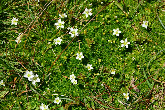 Sagina pilifera Sagina pilifera