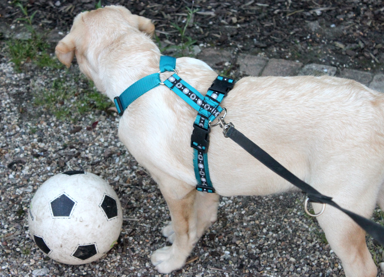 Nähen für den Hund: ein Hundegeschirr - Pepelinchen - Der Nähblog