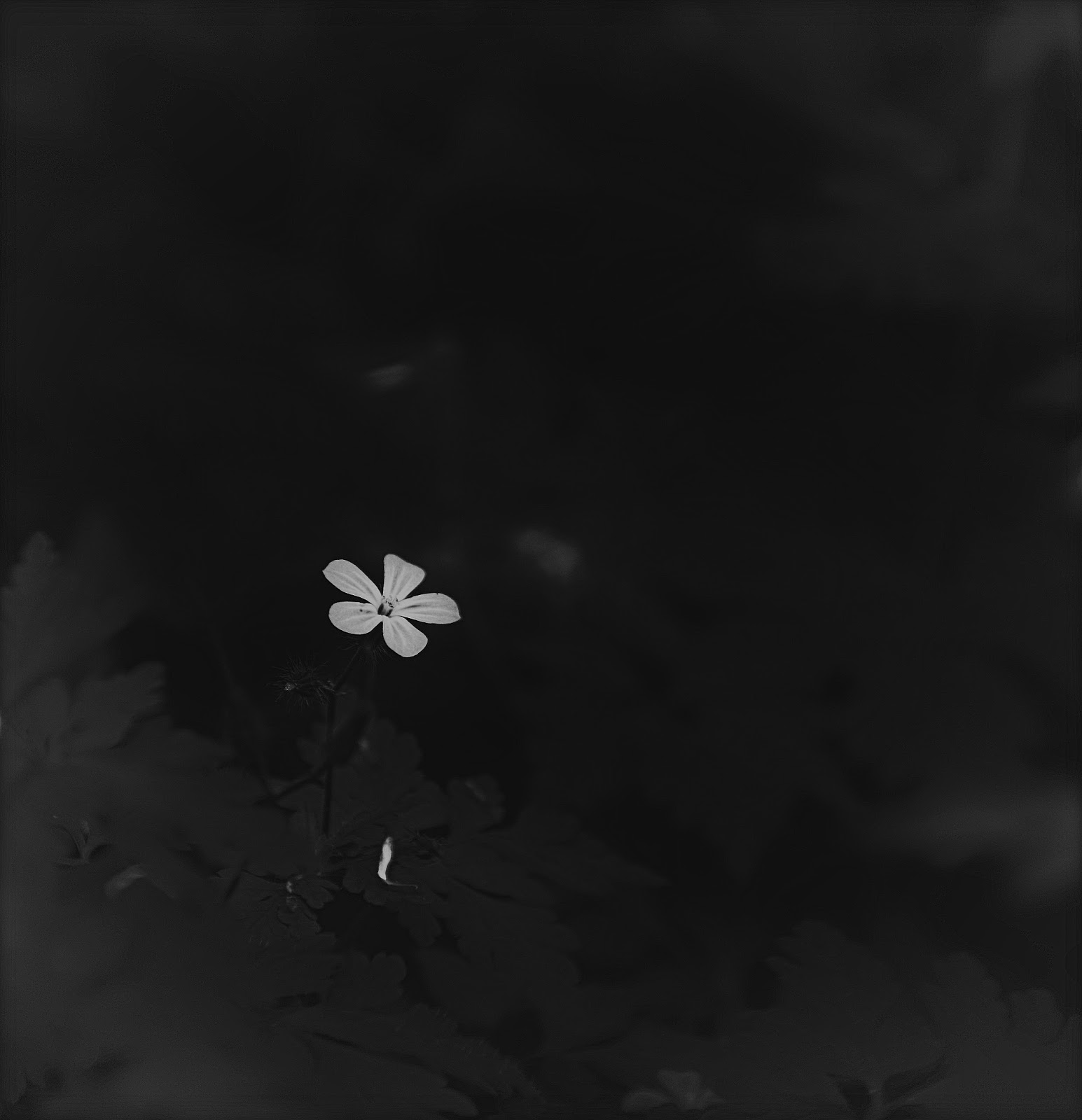 Wo Stille Wohnt Und Glanz Januar 2017