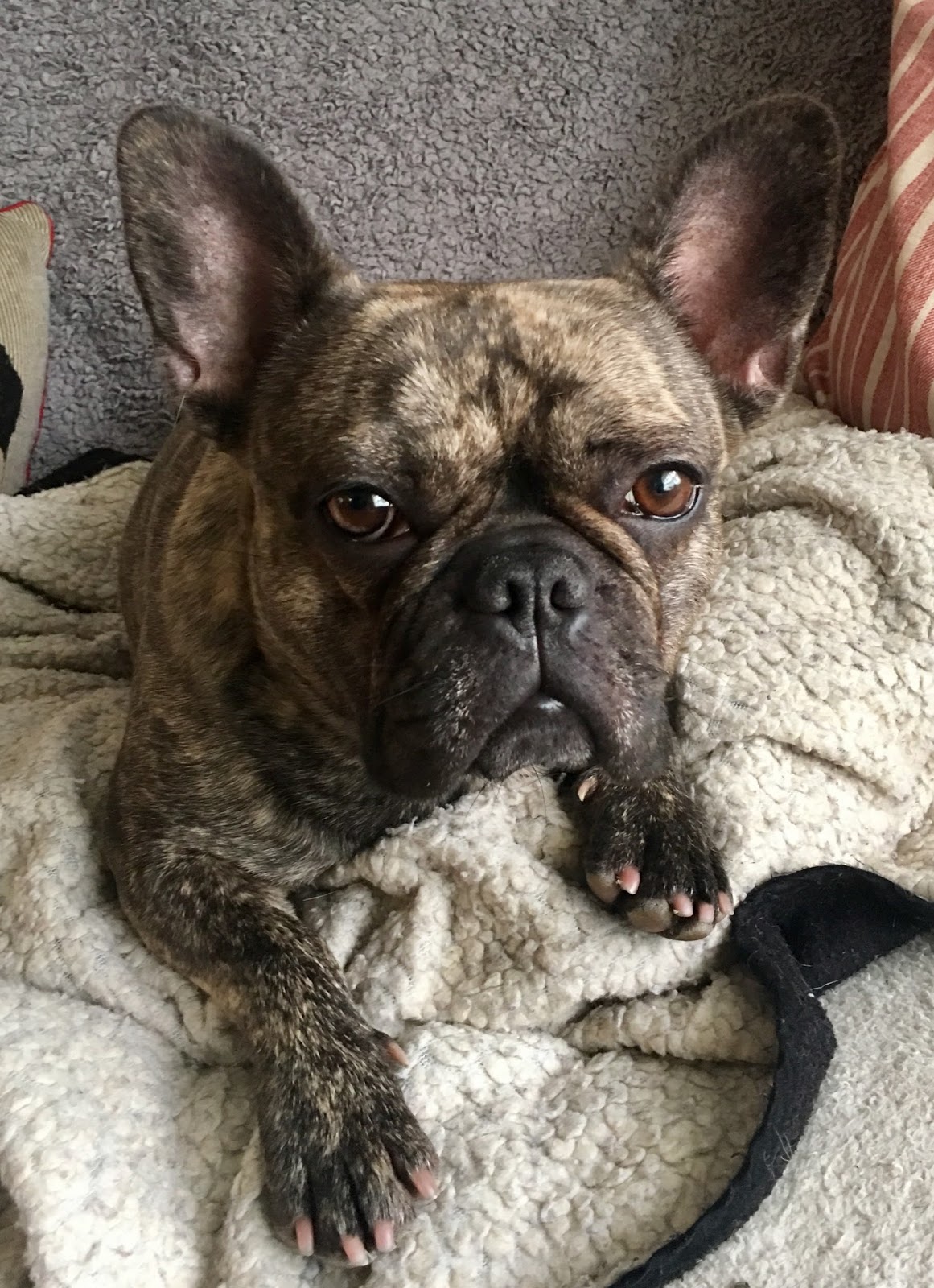 Thoughts of a canine massage therapist Muscle spasms in dogs