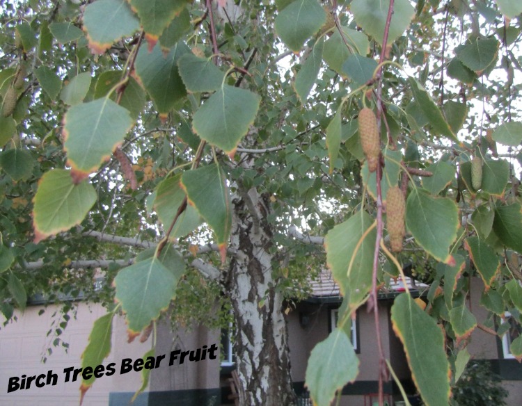 Paso Robles in Photos Birch Trees Bear Fruit