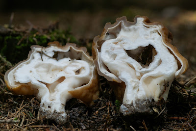 Kæmpe-stenmorkel Lat: Gyromitra gigas