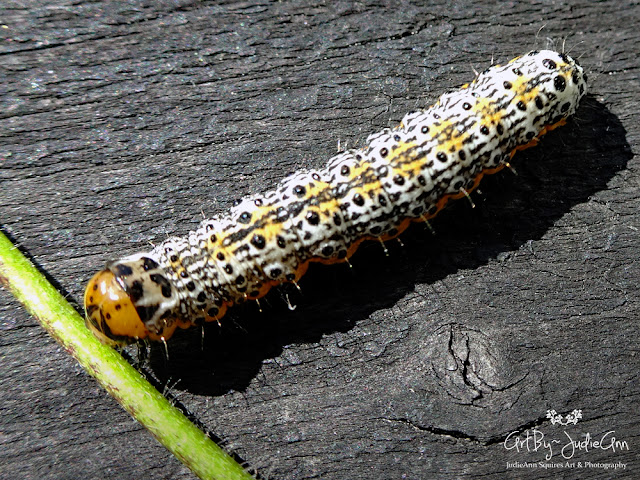 Caterpillar with black spots and orange stripe