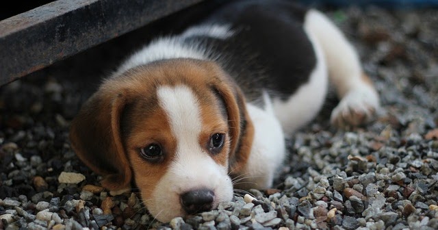 Penyebab Anak Anjing Mati Setelah Di Lahirkan Info Terkini