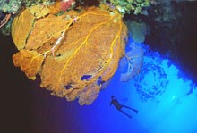 Best Places To Go Scuba Diving On Earth | Blue Corner - Scuba Diving Palau Micronesia Best Places To Go Scuba Diving On Earth | Blue Corner - Scuba Diving Palau Micronesia