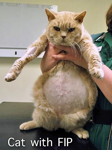 Cat showing abdominal distension due to FIP