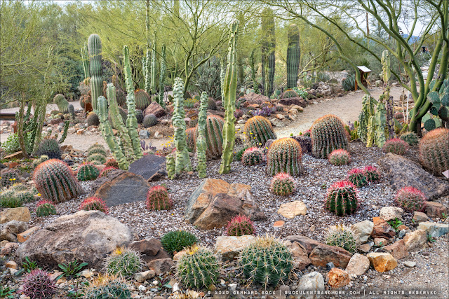 Succulents and More: Cactus Garden at the Arizona-Sonora Desert Museum