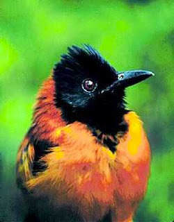 8 Burung Dengan Pertahanan Terbaik Dan Terunik Didunia [ www.BlogApaAja.com ]