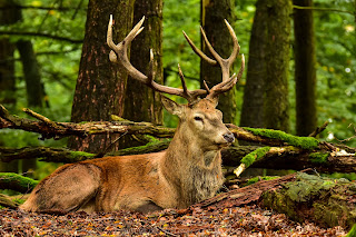 Naturfotografie Tierfotografie Hirschbrunft Rothirsch