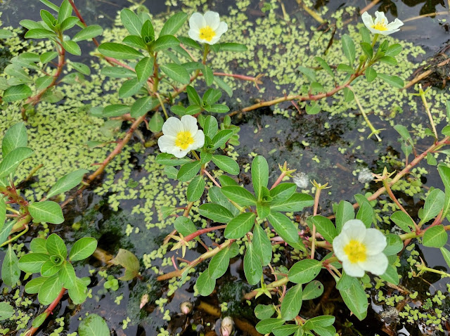 Ludwigia adscendens