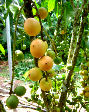 Buah kemundung merah