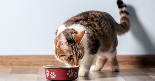 Telekarma Blog O Psach Kotach I Innych Domowych Pupilach Karma