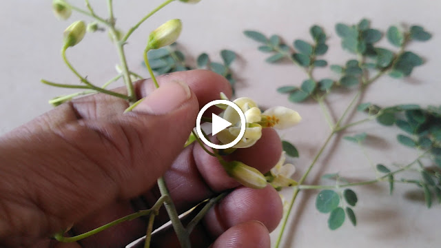 Moringa buds and Leaves Video