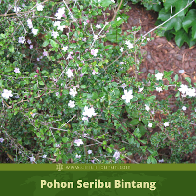 Ciri Ciri Pohon Seribu Bintang