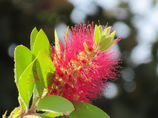 colusa national wildlife refuge bottlebrush bush