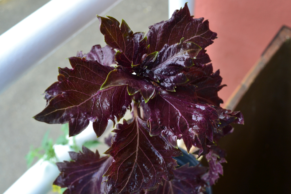 Container Gardening in Puerto Rico: Does it come in purple?