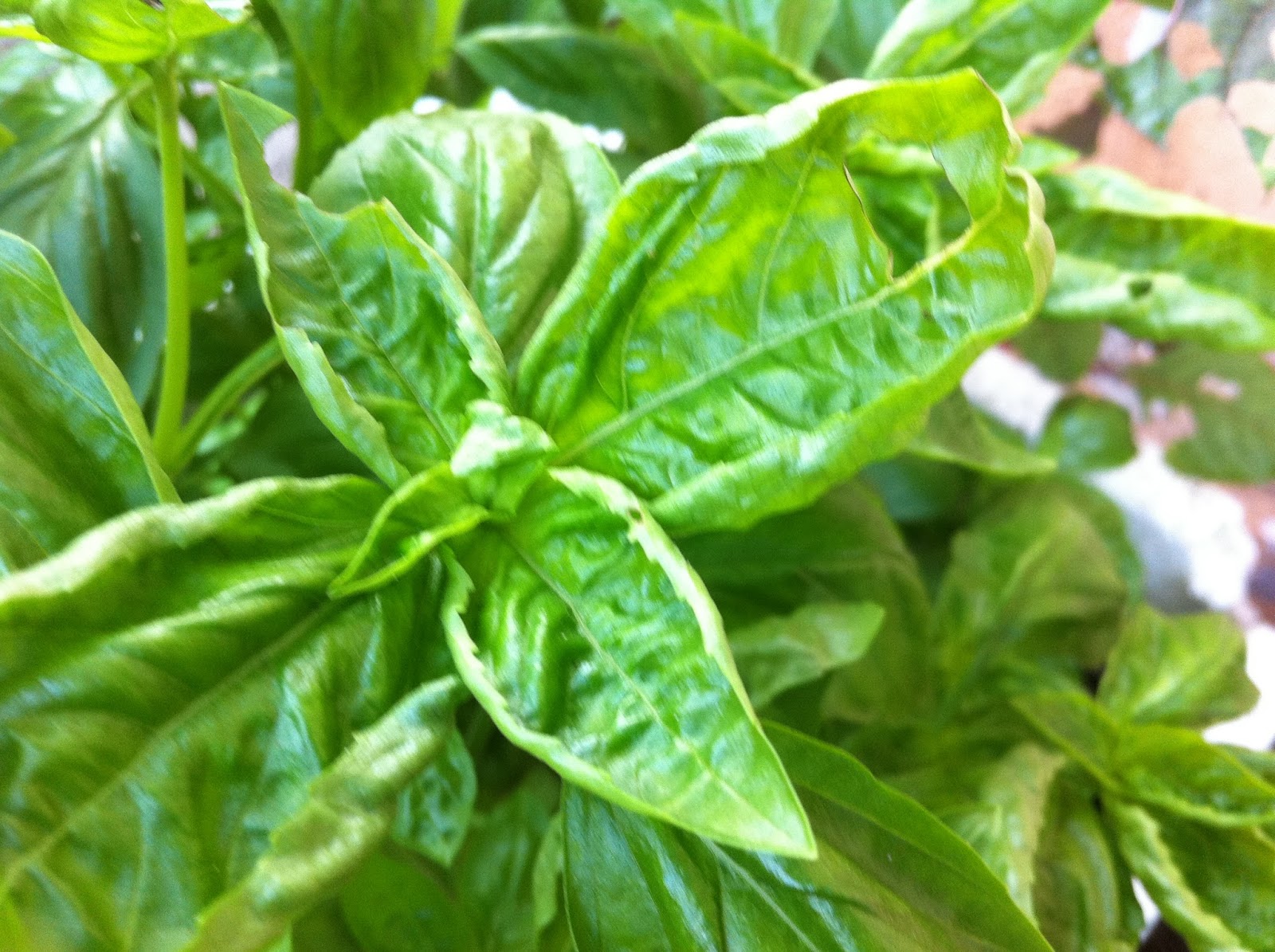 My Experimental Garden Lettuce leaf sweet basil