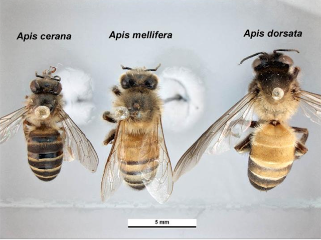 Jenis jenis Lebah madu yang ada di indonesia