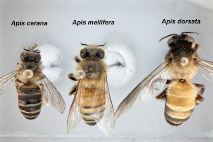 Jenis Jenis Lebah Madu Yang Ada Di Indonesia