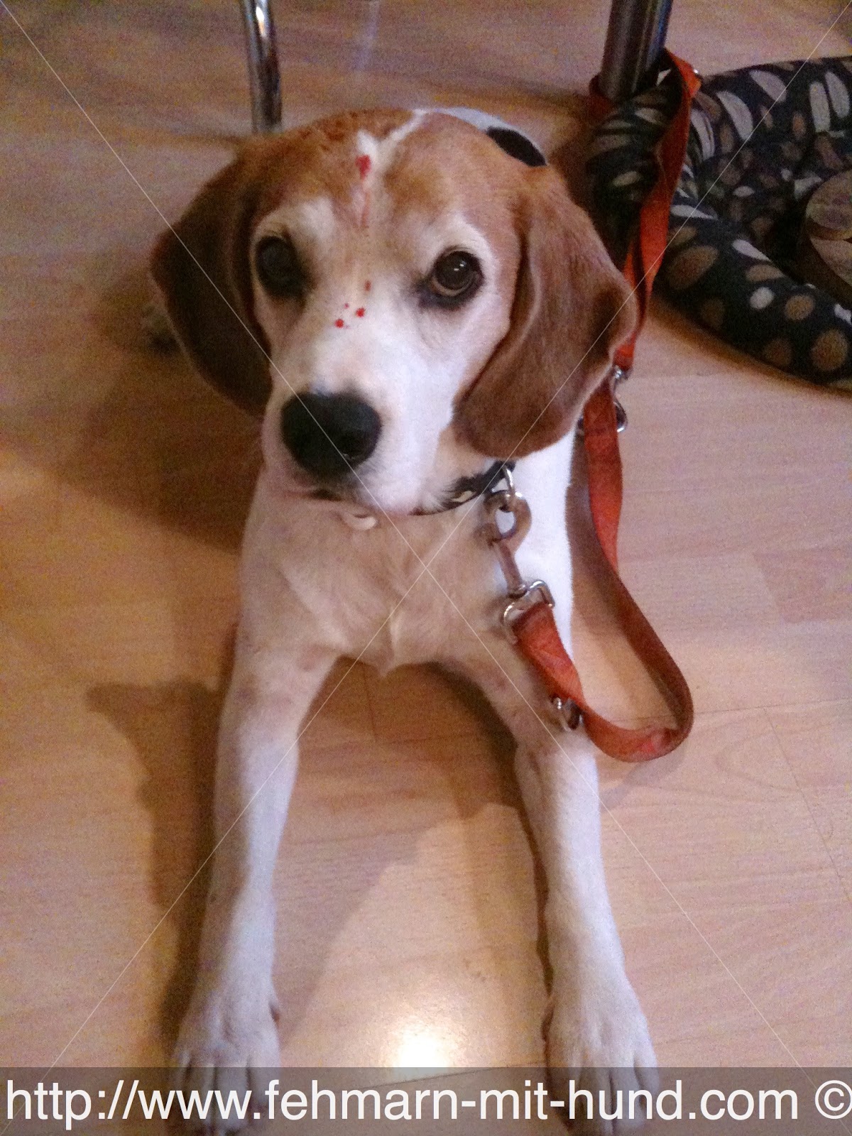 Fehmarn mit Hund Juli 2013