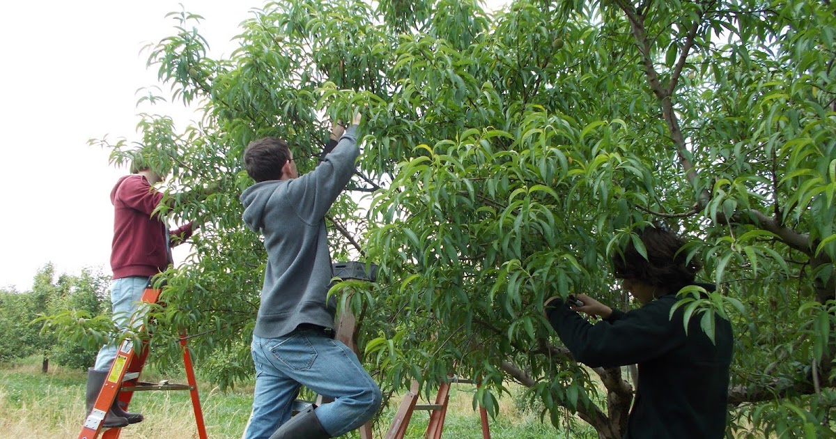 Brenda's Berries & Orchards Pruning and Thinning Peaches