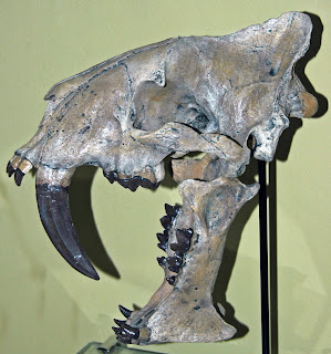 Hoplophoneus primaevus kafatası