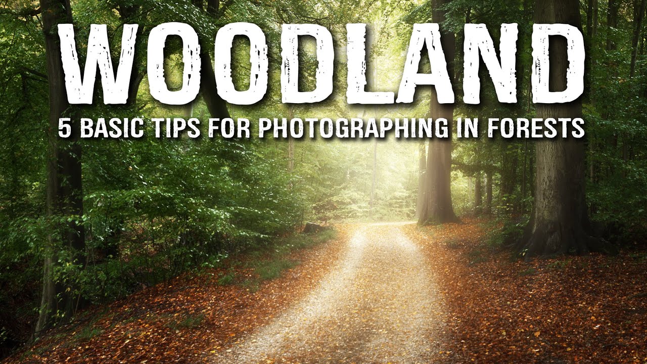 5 BASIC tips for WOODLAND photography Photography Blog Tips ISO