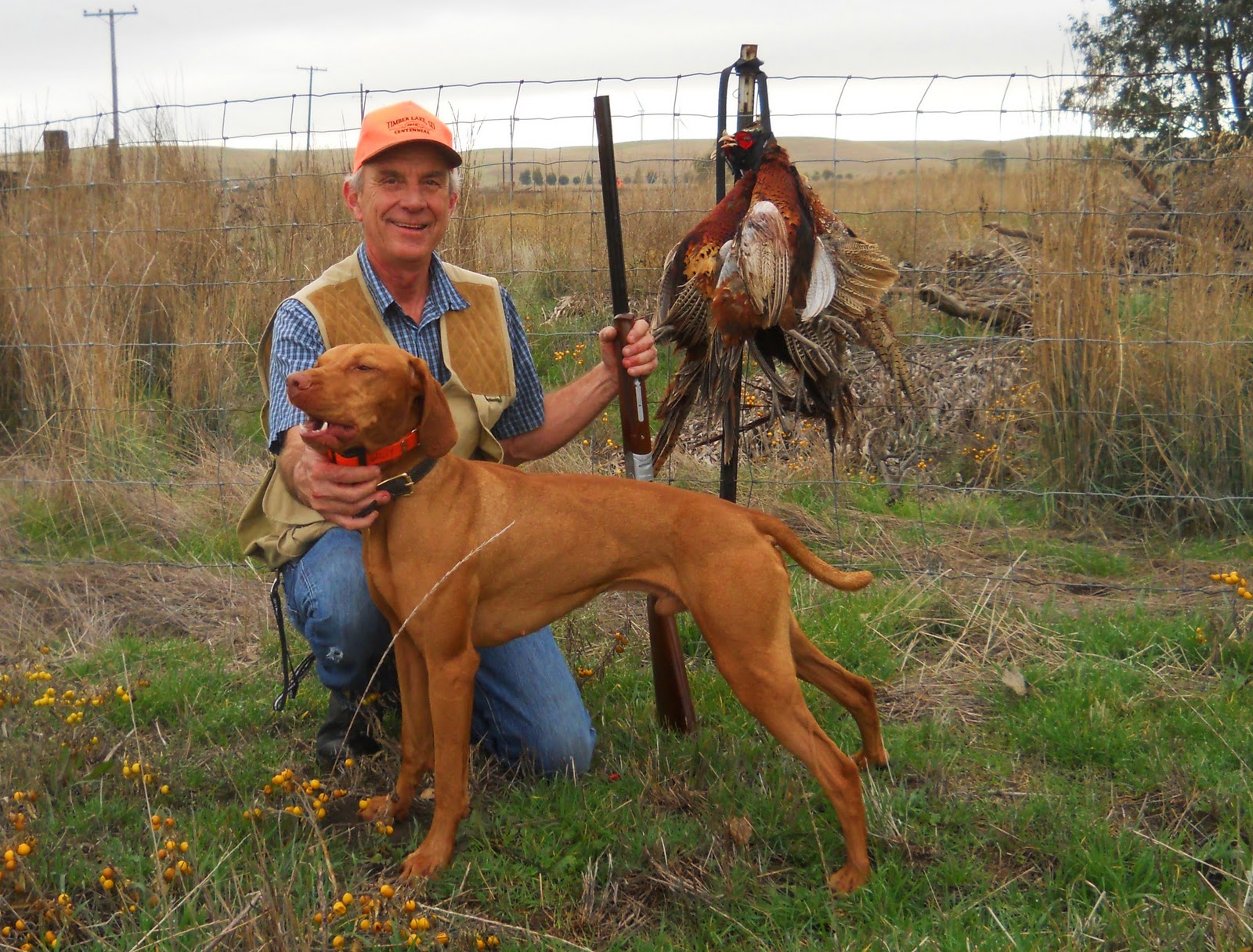 redbirddog a hungarian pointer (vizsla) blog Vizsla Pheasant Hunt