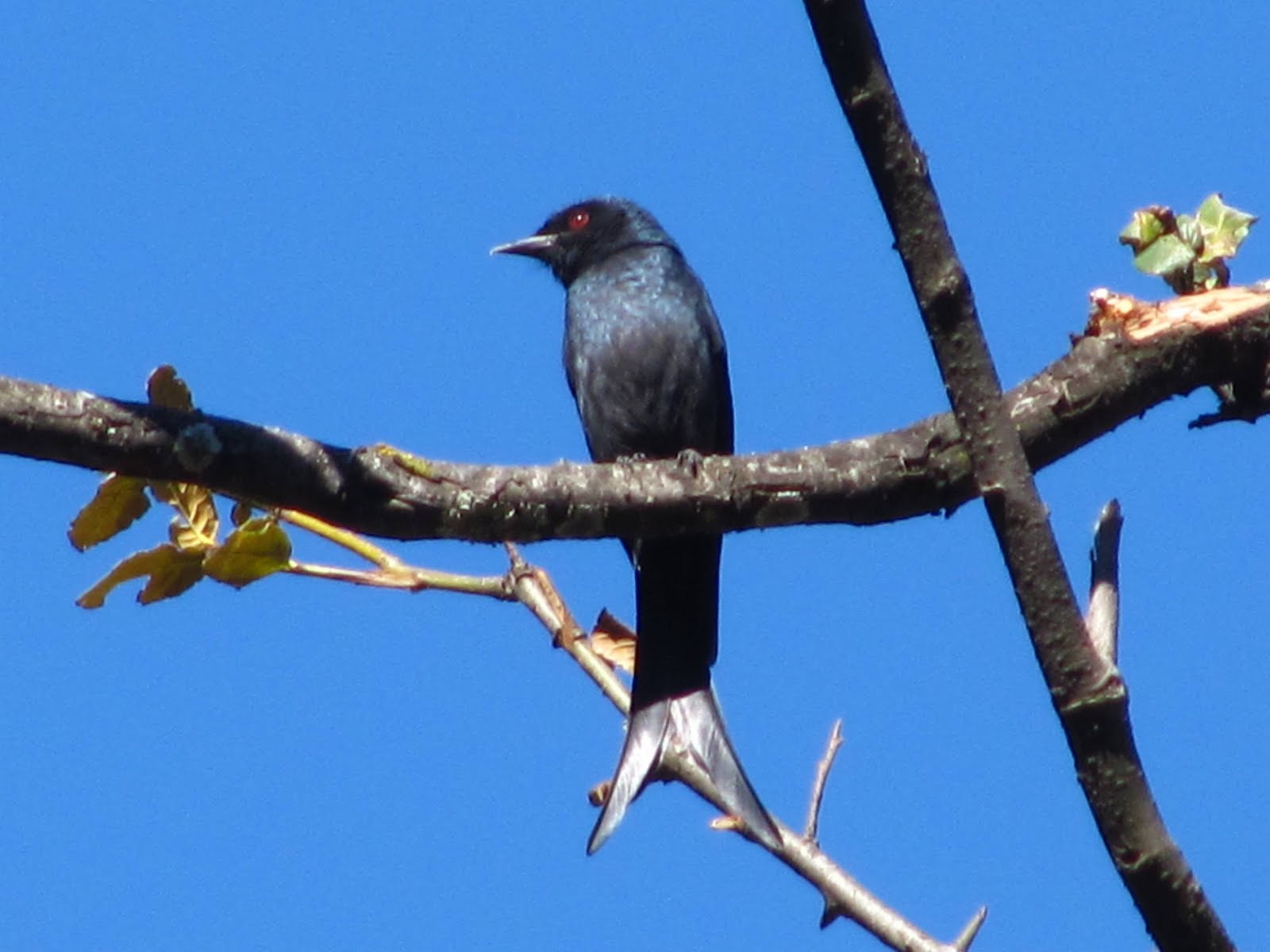 WanderLust Birds of Uttarkashi, Uttarakhand