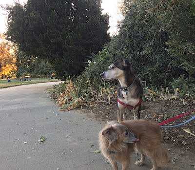 Two dogs standing on pavement near vegetation