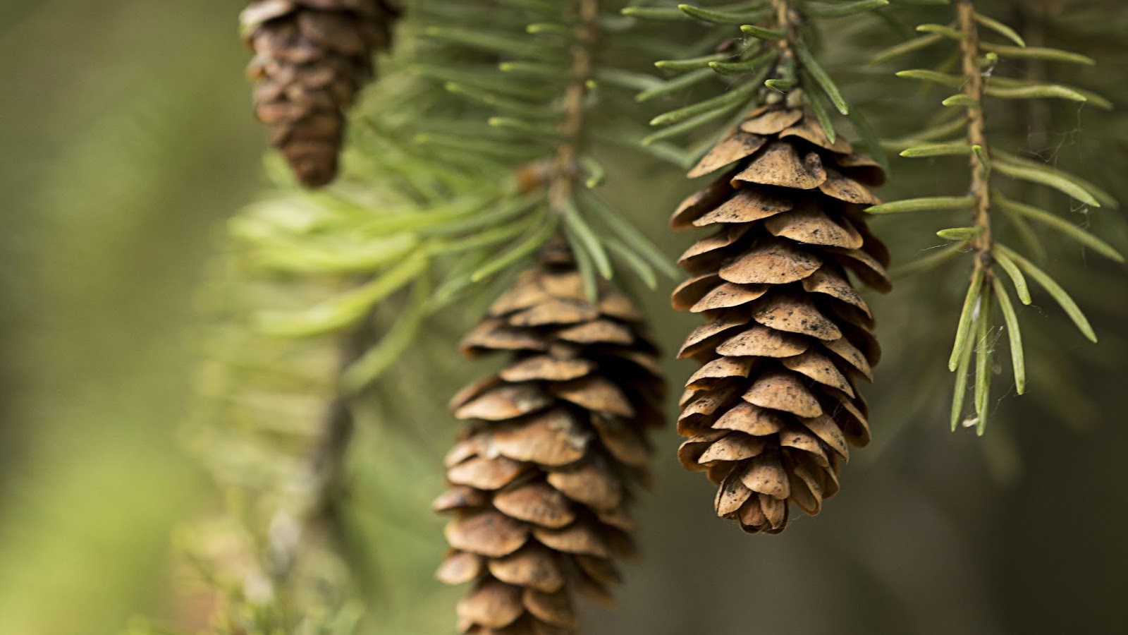 Pine, Branch, Cones, Needles