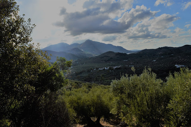 Sierra Sur de Jaen, olive groves, Spain