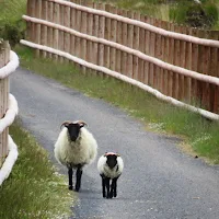 Ireland Photos: Mama sheep and lamb on the Great Western Greenway in County Mayo