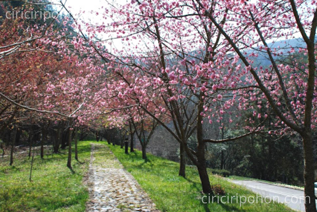 Ciri Ciri Pohon Wisata Bunga Sakura