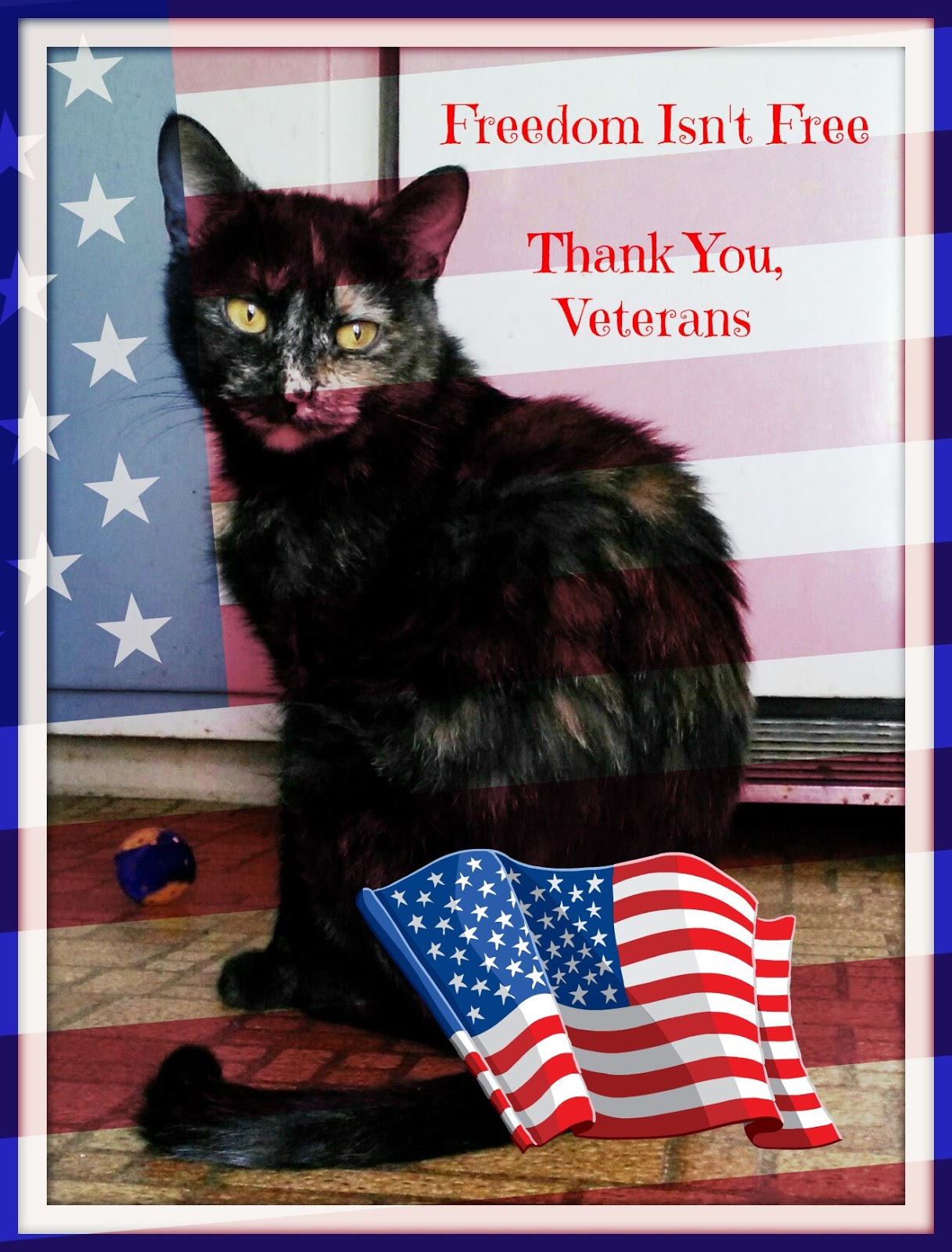 Image result for veteran cat"