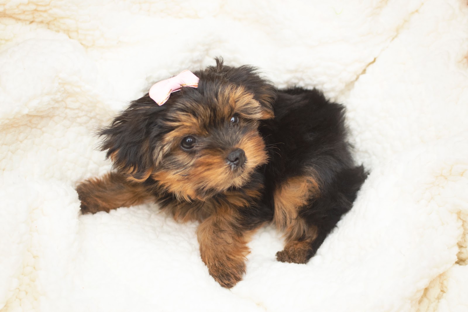 The Sweetest Puppy Announcement You Will Ever See!  It's a... dog puppy yorkie yorkshire terrier teacup yorkie tiny micro girl puppy reveal unique cute family Lokii