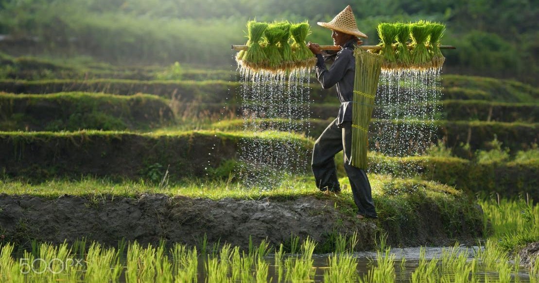 Materi Lengkap Ketahanan Pangan Nasional Industri Dan Energi Terlengkap