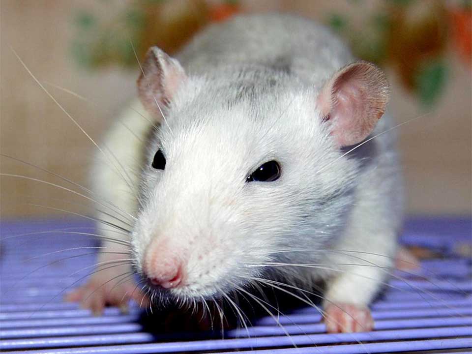 Fancy Rat Intelligent, Loyal and Easily Trainable Pet Rat