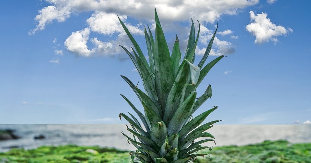 Drinking Pineapple Skin 