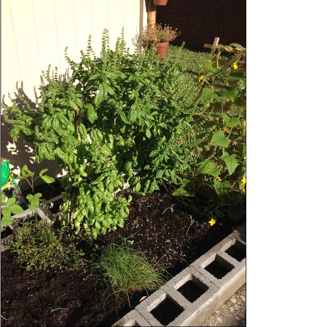 Growing Vegetables In Central Florida