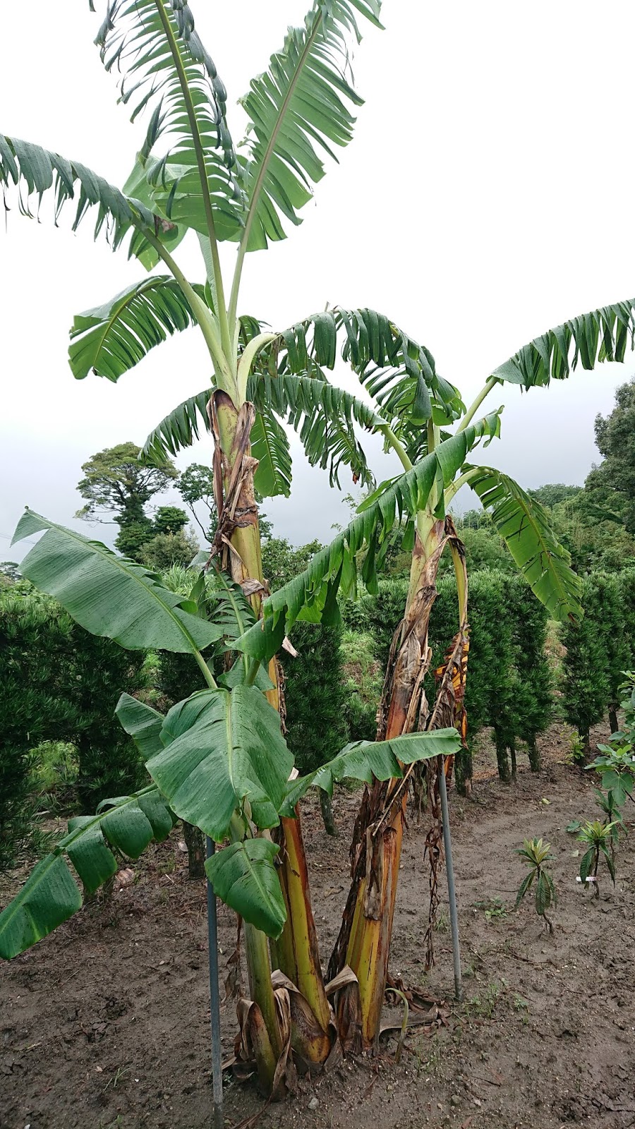 アイスクリームバナナ❤️キータン様専用-