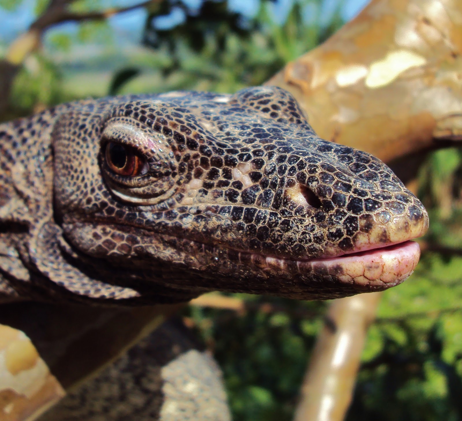 Biodiversity Capiz Water Monitor Lizard