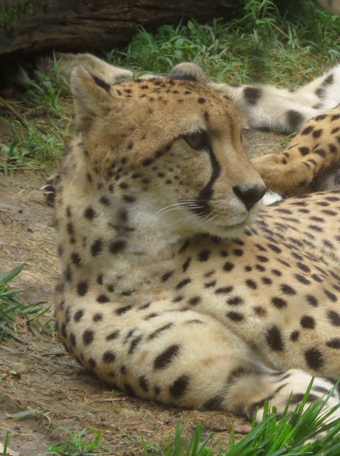 Randuwa II: Smithsonian National Zoo: Cheetah