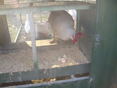 eight acres: dealing with a broody hen