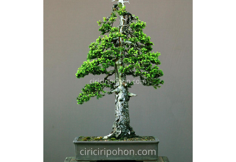 Ciri Ciri Pohon Bonsai