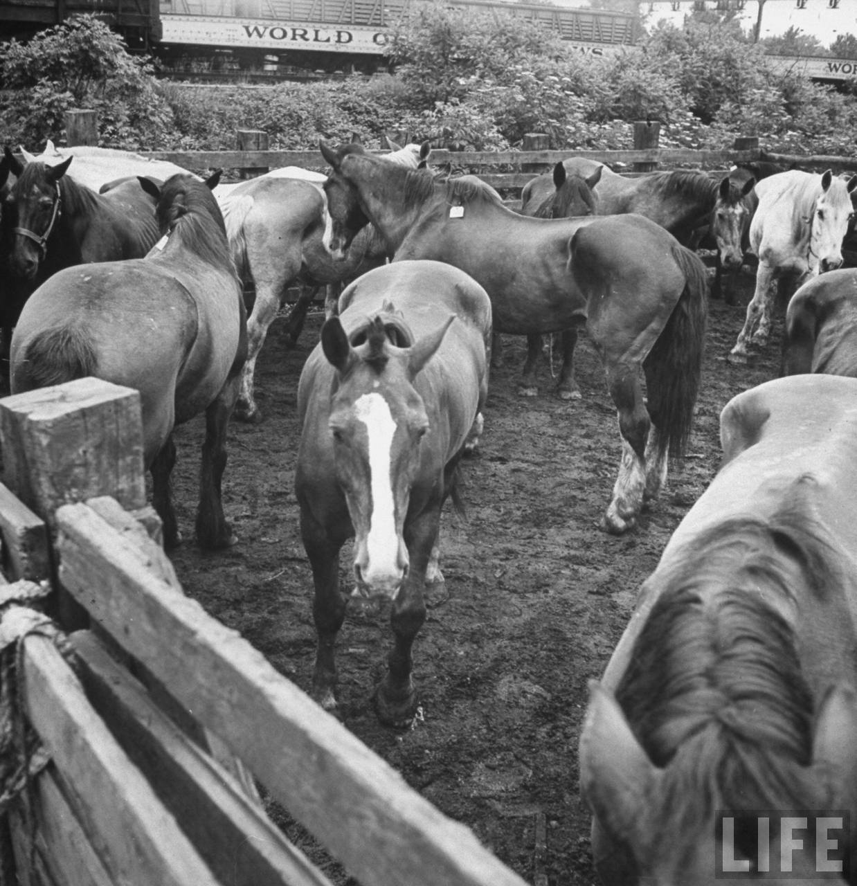 During World War II, Lots of Americans Ate Horse Vintage Everyday