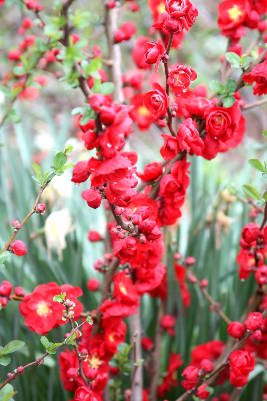 Planting Bare Root Flowering Quince Chaenomeles Speciosa In The