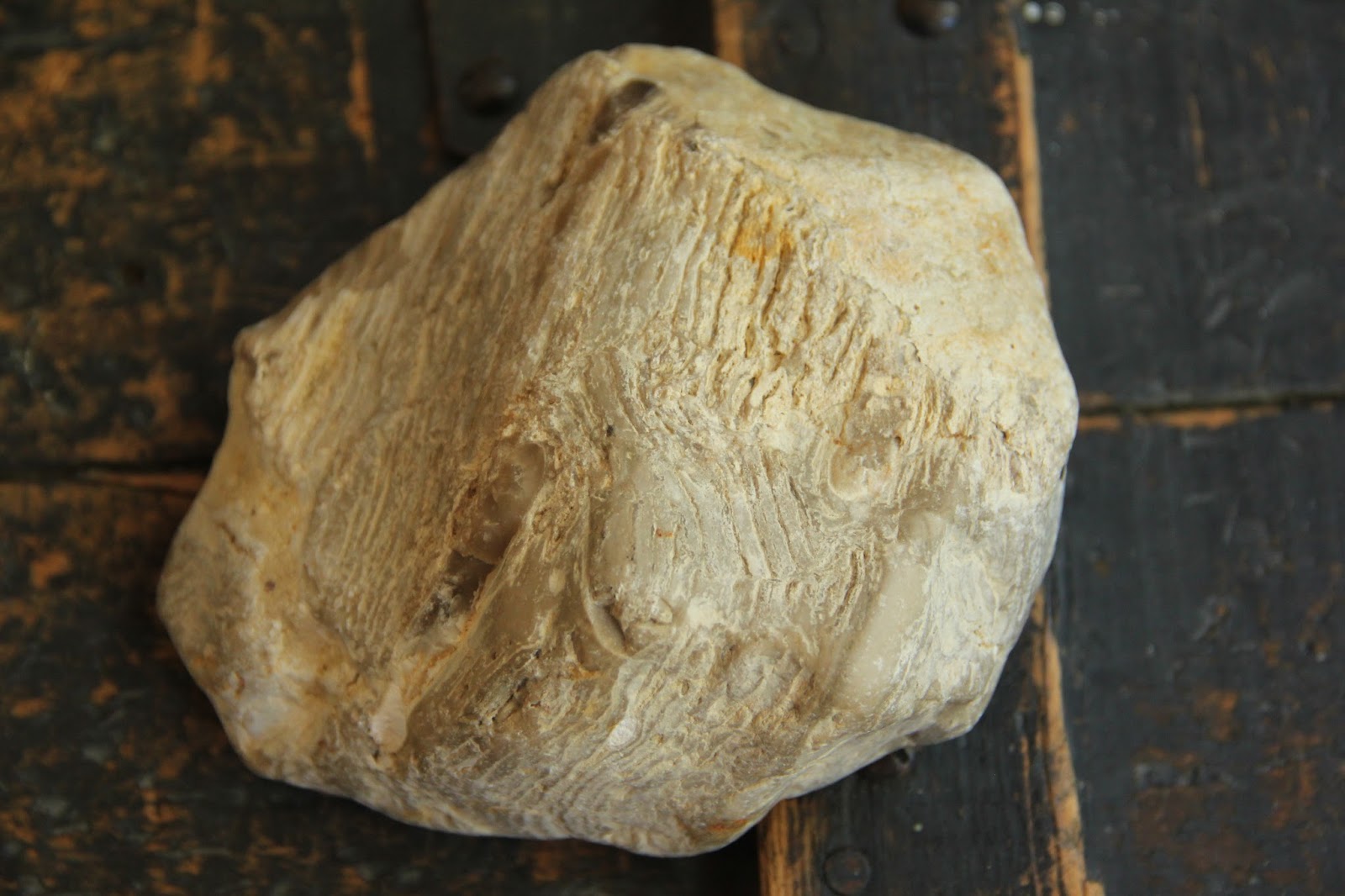 Fossiliferous: Whale Baleen Fossil