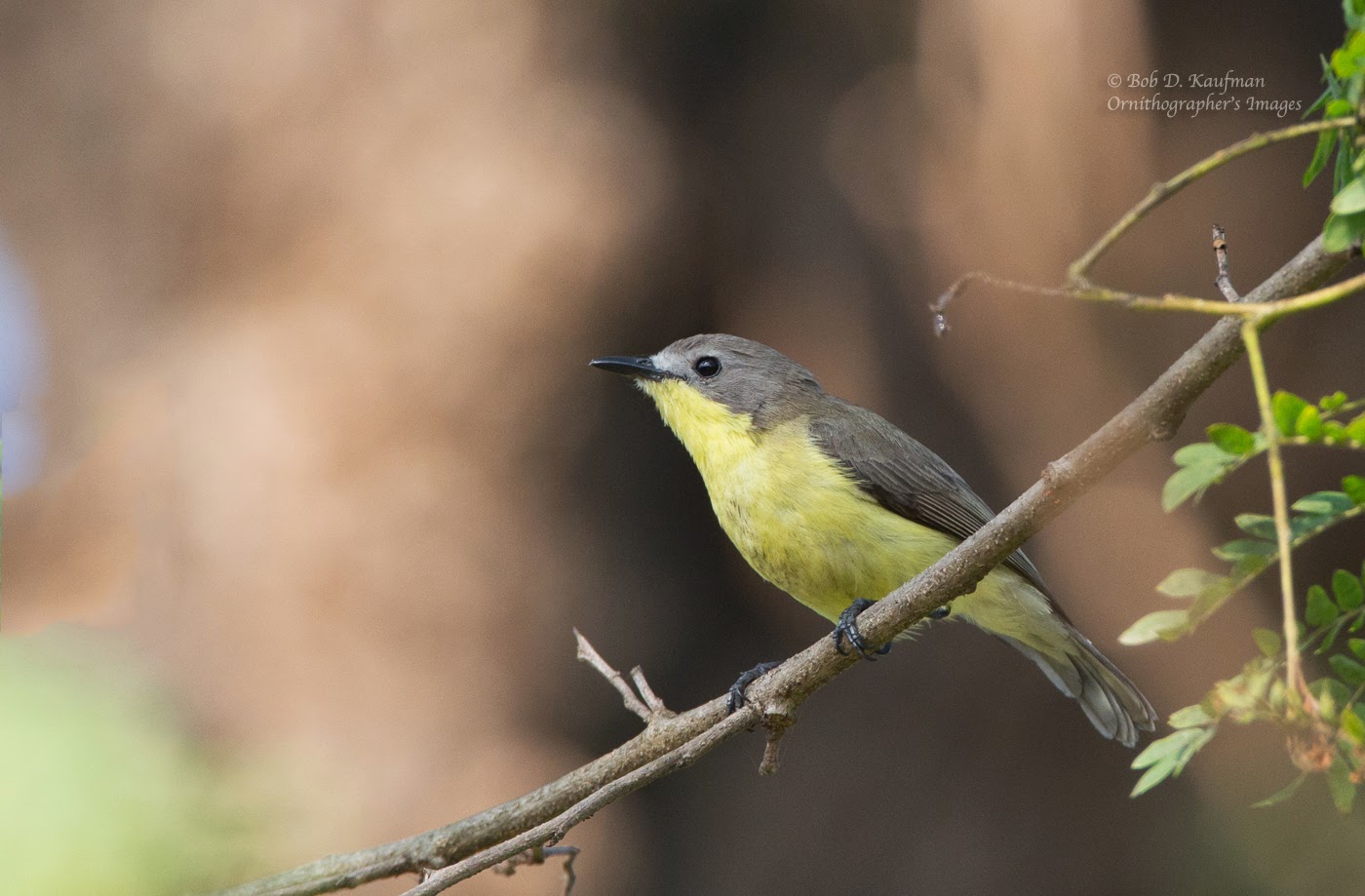TWO BIRDERS TO GO It's a Good Day to go Birding